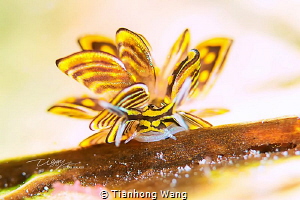 The "butterfly" look like acts the part of the heroine by Tianhong Wang 